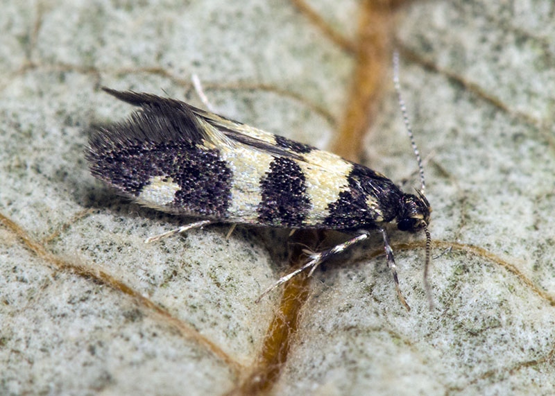 Denisia cfr. augustella - Oecophoridae